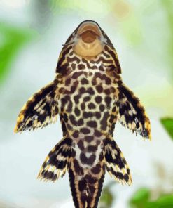 pleco fish diamond painting