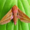 Elephant Hawk Moth Diamond Painting