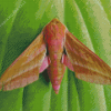 Elephant Hawk Moth Diamond Painting