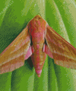 Elephant Hawk Moth Diamond Painting