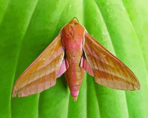 Elephant Hawk Moth Diamond Painting