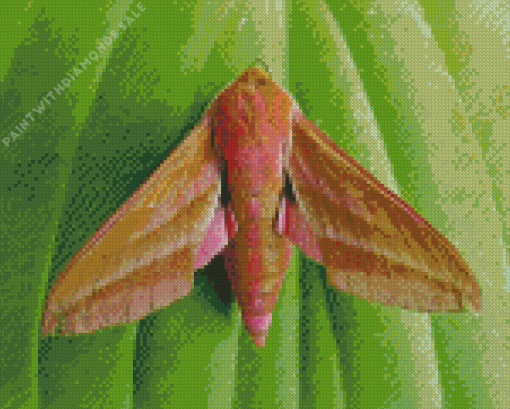 Elephant Hawk Moth Diamond Painting