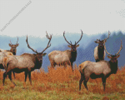 Elk Herds Diamond Painting