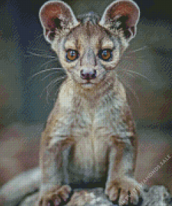 Fossa Animal Diamond Painting