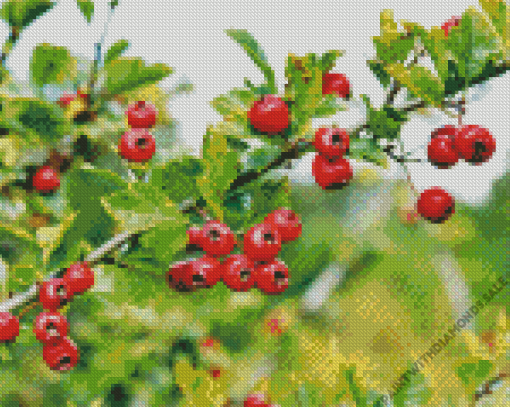 Hawthorn Diamond Painting