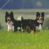 Herding Dog Diamond Painting