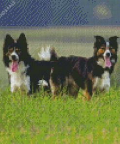 Herding Dog Diamond Painting