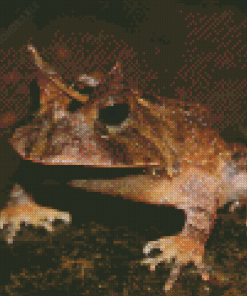Horned frog Diamond Paintings
