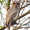 Marbled Owl Art Diamond Painting