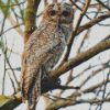 Marbled Owl Art Diamond Painting