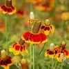 Mexican Hat Flower Diamond Painting