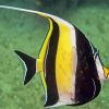 Moorish idol Diamond Paintings