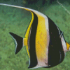 Moorish idol Diamond Paintings