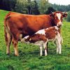 Mother and baby cow Diamond Paintings