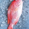 Northern red snapper Diamond Paintings