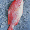 Northern red snapper Diamond Paintings