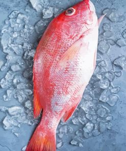 Northern red snapper Diamond Paintings