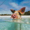 Pig In The Beach Diamond Paintings