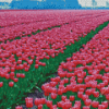 Pink Tulip field Diamond Paintings