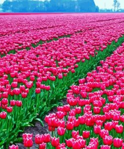 Pink Tulip field Diamond Paintings