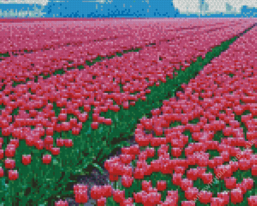 Pink Tulip field Diamond Paintings