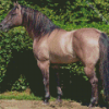 Stallion Horse Diamond Paintings