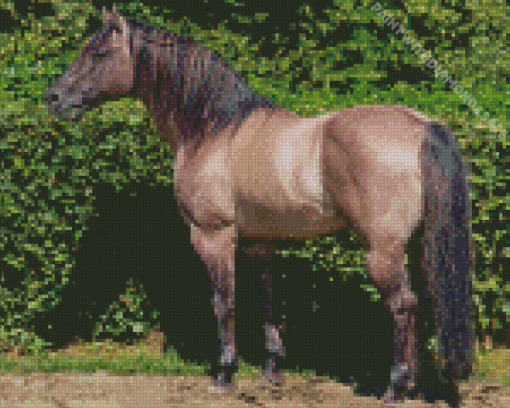 Stallion Horse Diamond Paintings