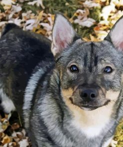 Swedis Vallhund Diamond Paintings