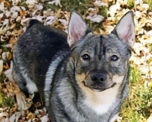 Swedis Vallhund Diamond Paintings