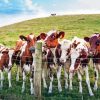 Wild Ayrshire cows Diamond Paintings