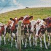 Wild Ayrshire cows Diamond Paintings