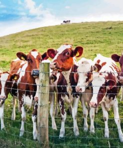 Wild Ayrshire cows Diamond Paintings