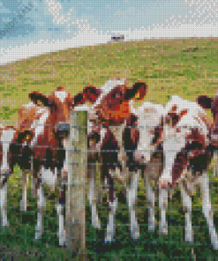 Wild Ayrshire cows Diamond Paintings