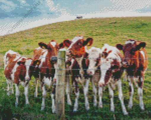 Wild Ayrshire cows Diamond Paintings