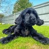 black english spaniel puppy Diamond Paintings