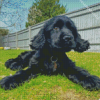 black english spaniel puppy Diamond Paintings