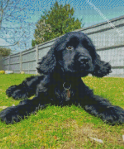 black english spaniel puppy Diamond Paintings