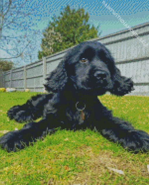 black english spaniel puppy Diamond Paintings