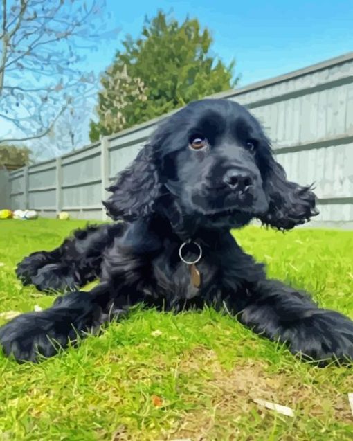 black english spaniel puppy Diamond Paintings