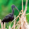 black ibis Diamond Paintings