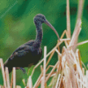 black ibis Diamond Paintings