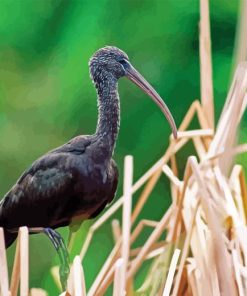 black ibis Diamond Paintings
