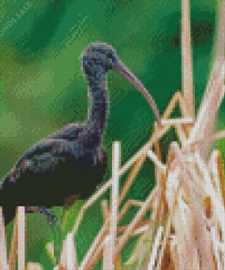 black ibis Diamond Paintings