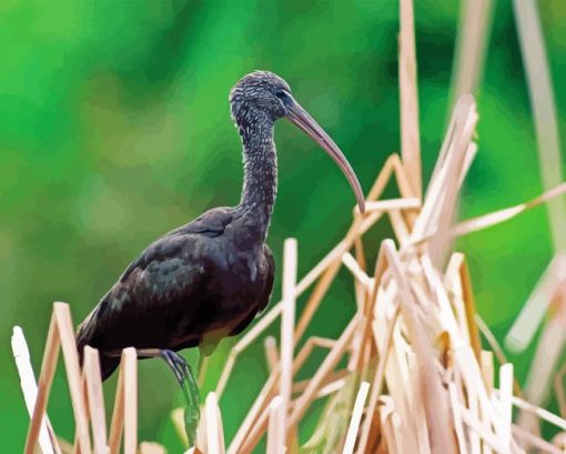 black ibis Diamond Paintings