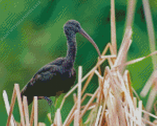 black ibis Diamond Paintings