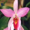 Laelia Diamond Painting