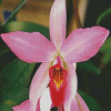 Laelia Diamond Painting