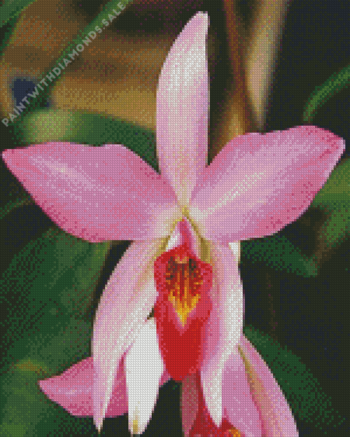 Laelia Diamond Painting