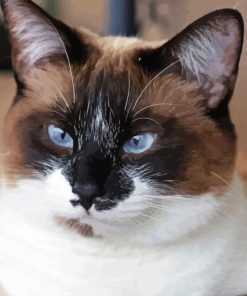 snowshoe cat Diamond Paintings