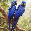 Two Blue Parrots Diamond Paintings